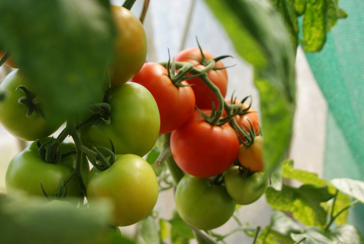 Tomatoes ripening on the vine with green and red fruit amid green leaves and stems.