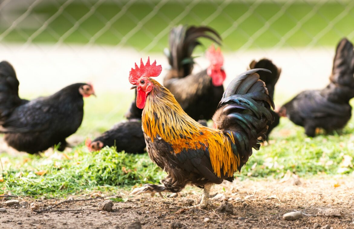 Colorful rooster with bright red comb and orange-black plumage walking on dirt, with hens in a wire-enclosed yard in the background.
