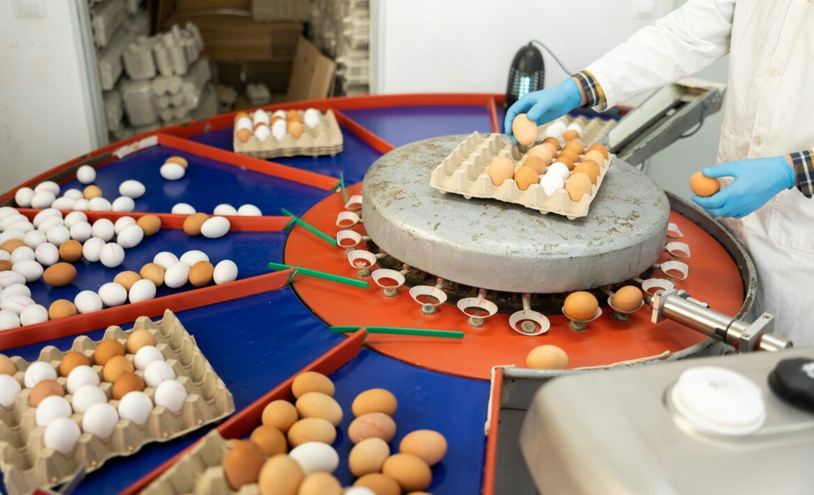 Worker in blue gloves places eggs into a carton on a round processing table in an egg-packing plant