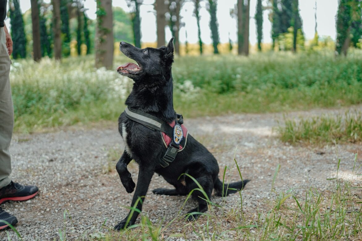Black dog wearing a harness sits on a gravel path in a sunlit forest, looking up at a person nearby.