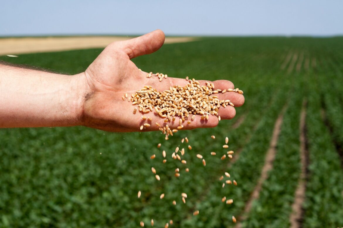 Open hand releasing a handful of wheat seeds over a green field.