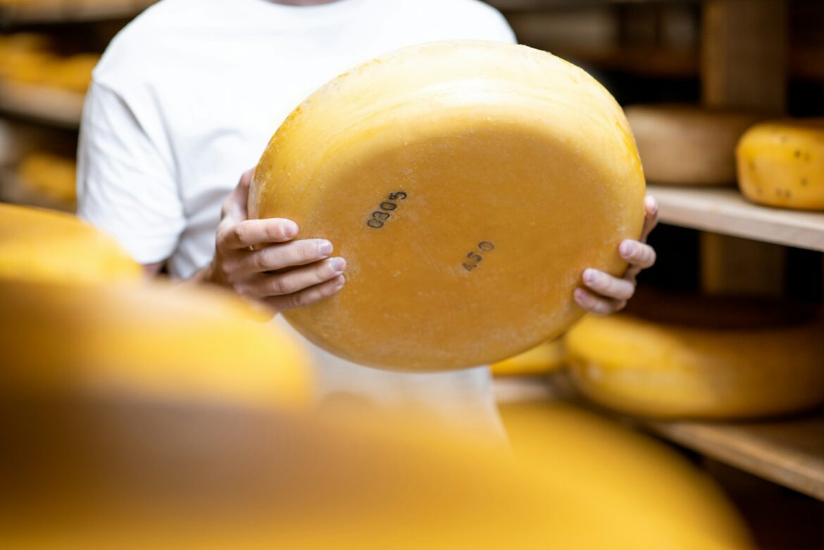 Person in a white shirt holds a large round wheel of cheese in a cheese shop background.
