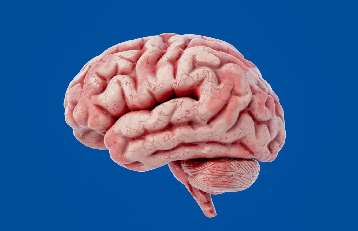 3D rendering of a human brain with visible blood vessels against a blue background.